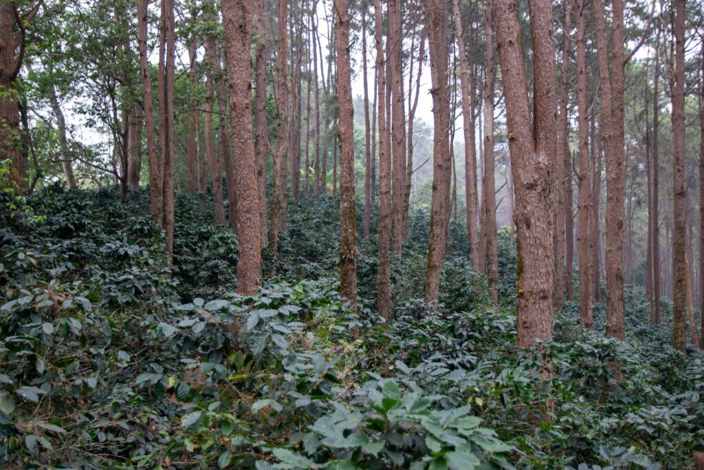 52ปีมูลนิธิแม่ฟ้าหลวงฯ